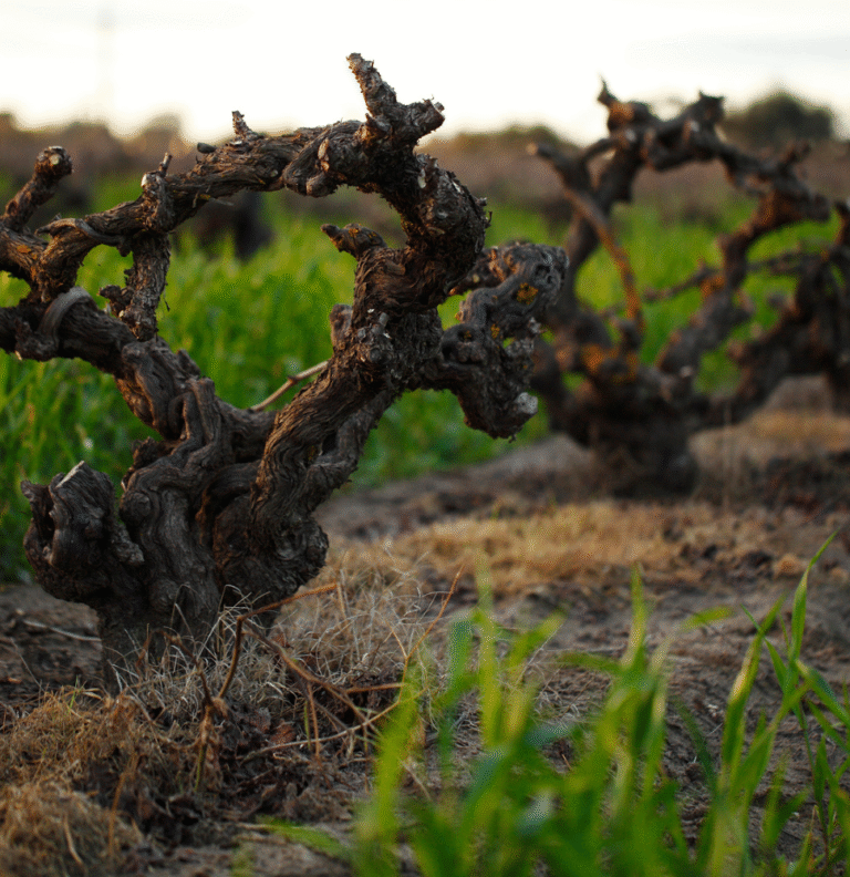 Juxtaposed Old Vine Grenache